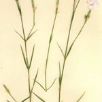 Dianthus × warionii Hábito