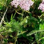 Achillea × roseoalba পাতা