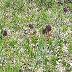 Fritillaria pyrenaica Natur