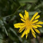 Nothocalais cuspidata Λουλούδι