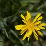 Microseris cuspidata പുഷ്പം