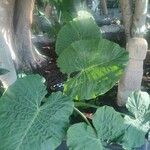 Colocasia gigantea Leaf