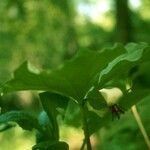 Trillium cernuum Staniste