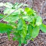 Melicoccus bijugatus Leaf