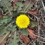 Taraxacum obovatum पत्ता