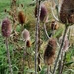 Dipsacus fullonumFlor