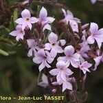 Campylanthus salsoloides Flor