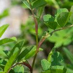 Rosa palustris برگ