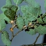 Nothofagus obliqua Fruto