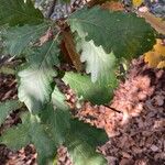 Quercus canariensis Leaf
