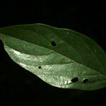 Nectandra matogrossensis