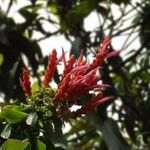 Aphelandra sinclairiana Flower