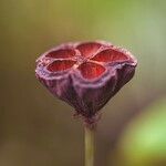 Nelumbo nucifera その他の提案