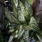 Aglaonema costatum পাতা