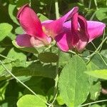 Lathyrus grandiflorus Blodyn