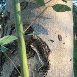 Eucalyptus tereticornis Bark