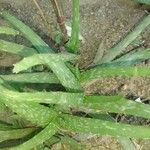 Aloe officinalisLeaf