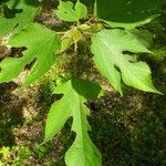 Broussonetia papyrifera Hoja