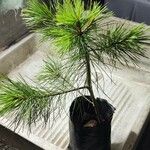 Pinus strobus ᱥᱟᱠᱟᱢ