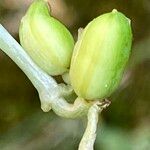 Commelina communis Fruit