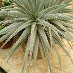 Dyckia encholirioides Hoja