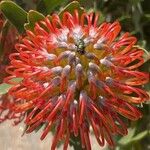 Leucospermum cordifolium Květ