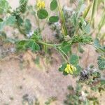 Medicago littoralisFoglia