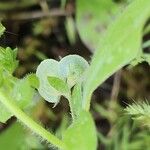 Anthyllis circinnata 果実