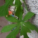 Manihot grahamii Leaf