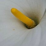 Zantedeschia aethiopica Žiedas