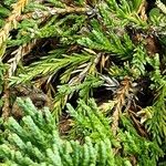Juniperus horizontalis Blad