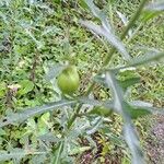 Cirsium arvenseFruit