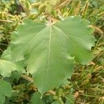 Xanthium strumarium Blatt