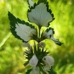 Lamium moschatum Ліст