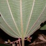 Miconia granatensis Leaf