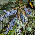 Berberis bealei Fruit