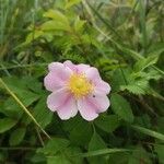 Rosa virginiana Blüte