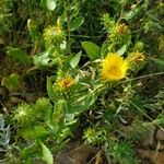 Grindelia squarrosa Flower