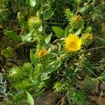 Grindelia squarrosaFlors