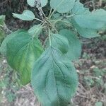 Cornus sanguineaOther