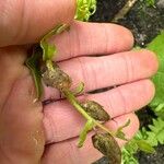 Antirrhinum majusFruit