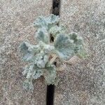Marrubium vulgare Листок