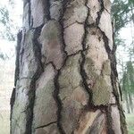 Pinus echinata Corteza