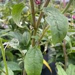 Echinacea purpurea Blatt