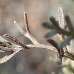 Artemisia caerulescens Hábito