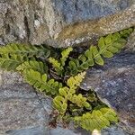 Asplenium marinum Leaf