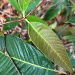 Davilla nitida Yaprak