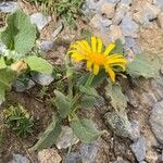 Doronicum grandiflorum Bloem