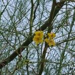 Parkinsonia aculeata 花