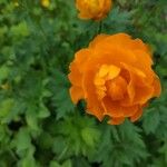 Trollius asiaticus Květ